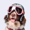Natural Pet Treats and Biscuits - Image 2